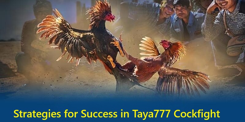 Strategies for Success in Taya777 Cockfight