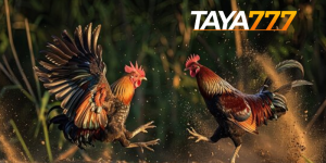 taya777-ds88-sapong-thumbnail